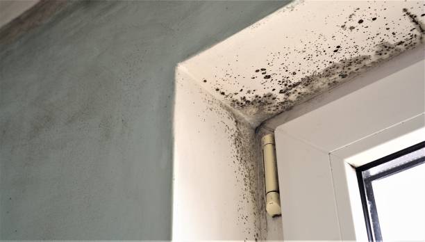 Best Mold Removal for HVAC Installations  in USA